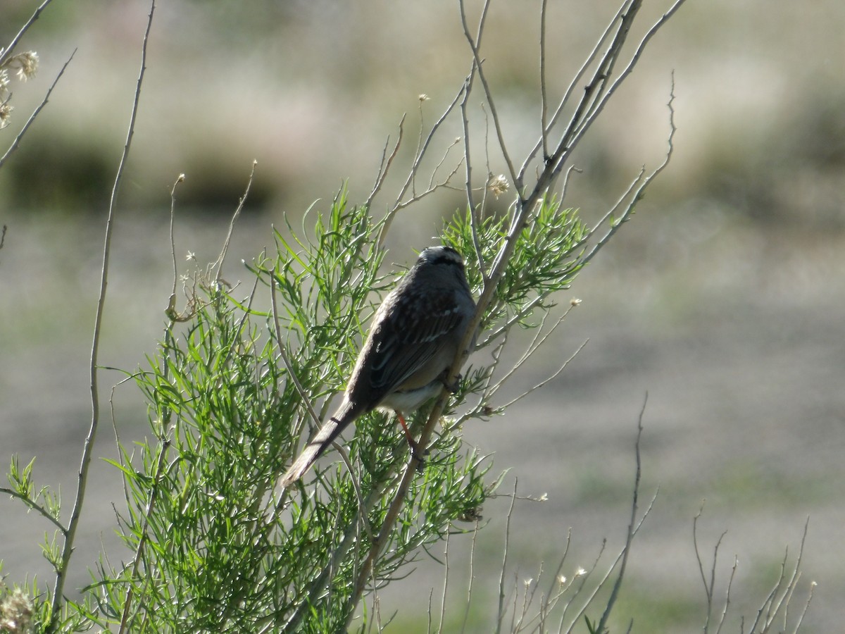 White-crowned Sparrow - ML618750410