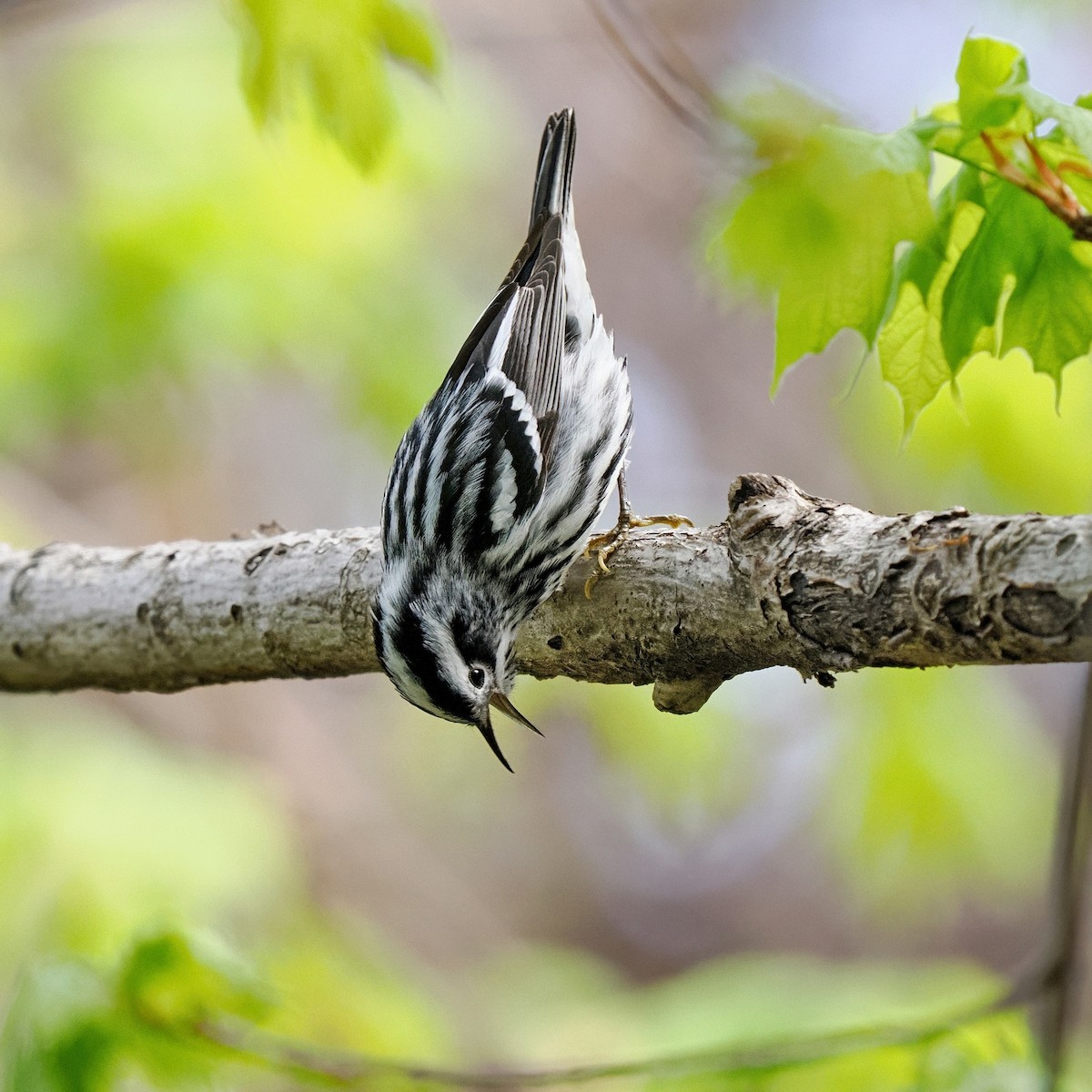 Black-and-white Warbler - Tony T