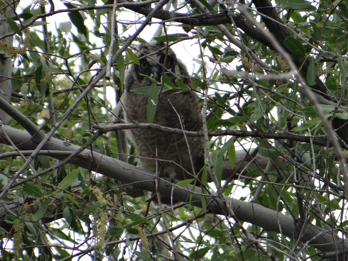 Long-eared Owl - ML618750423