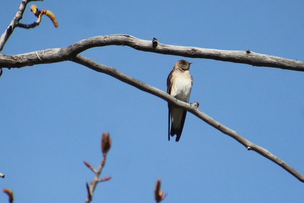 Northern Rough-winged Swallow - ML618750438