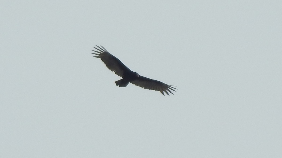 Turkey Vulture - ML618750442