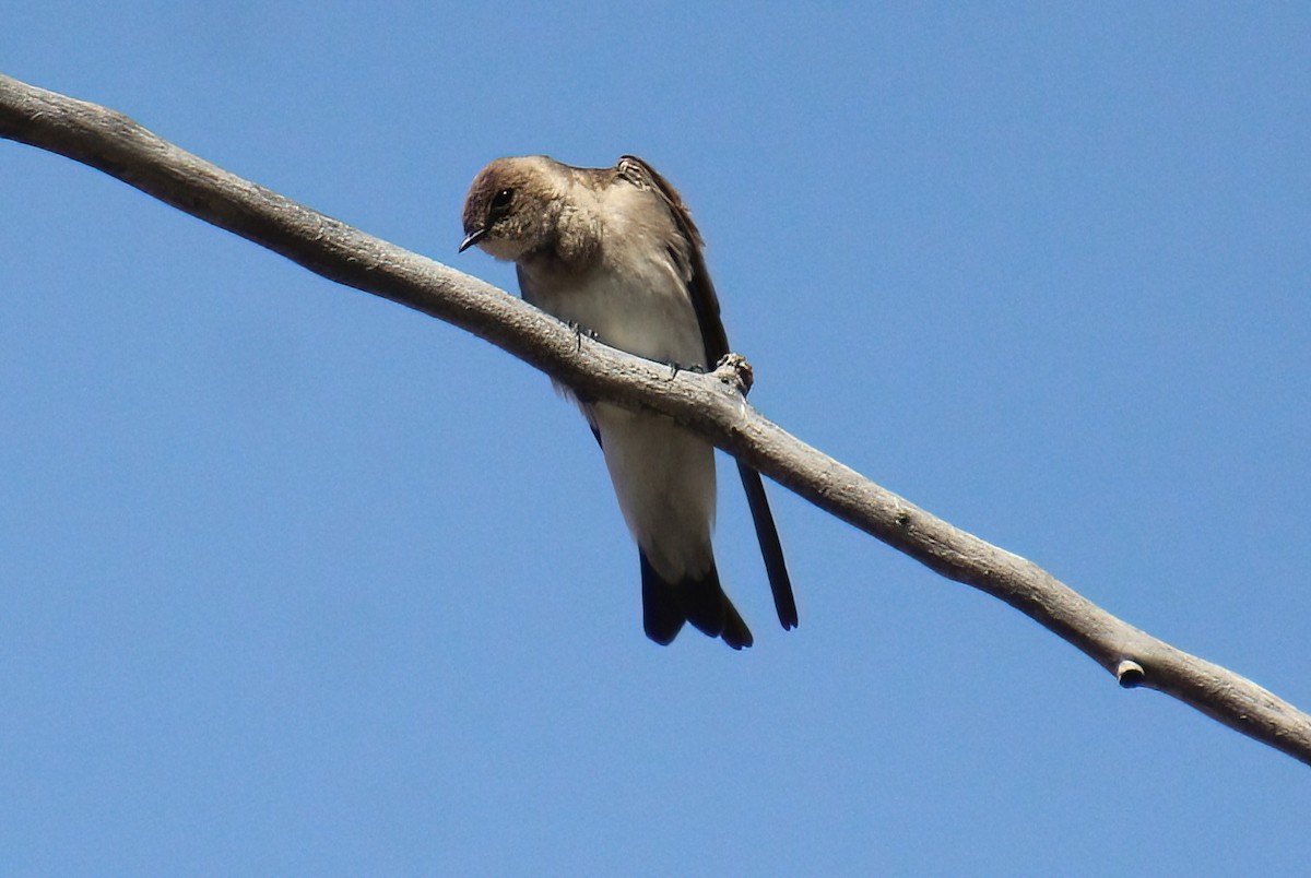 Northern Rough-winged Swallow - ML618750465