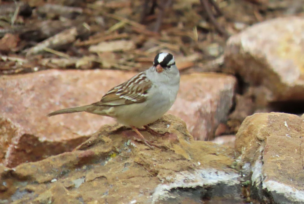 White-crowned Sparrow (Dark-lored) - ML618750466