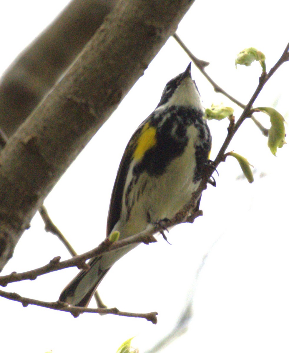 Yellow-rumped Warbler (Myrtle) - ML618750488