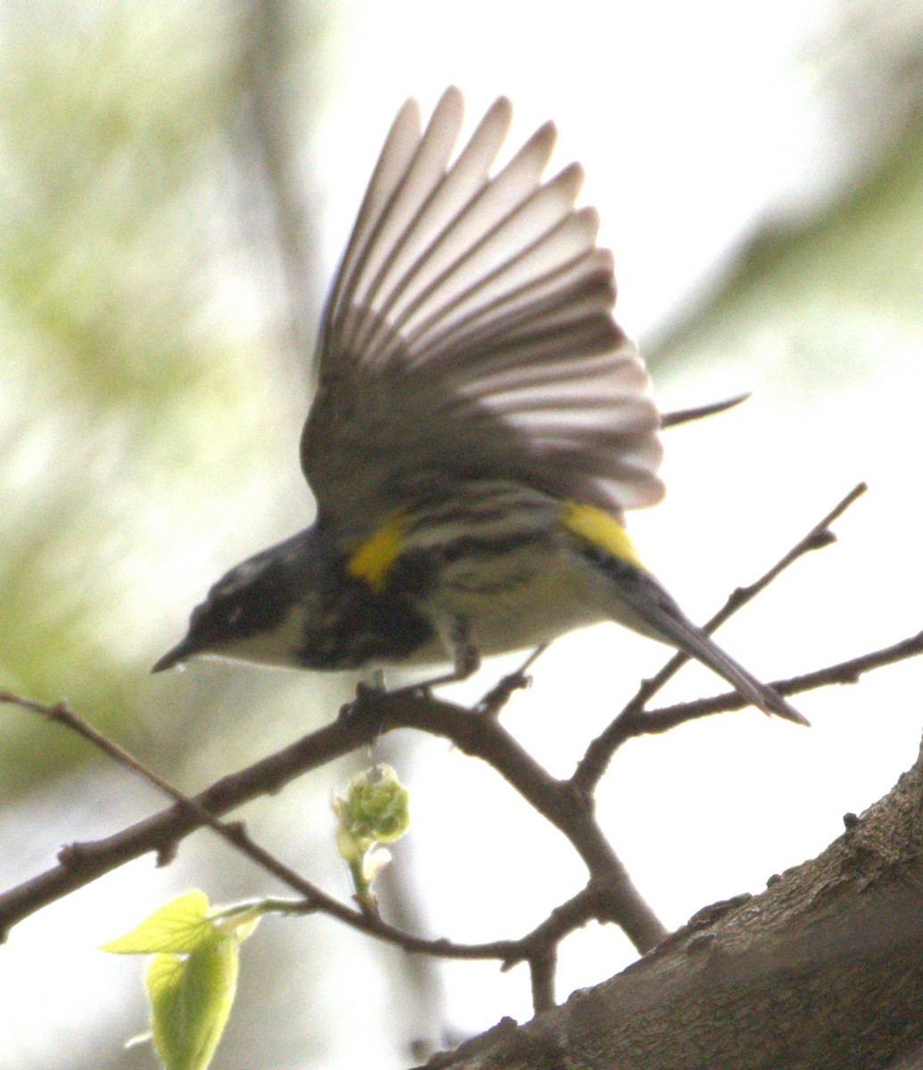 Yellow-rumped Warbler (Myrtle) - ML618750489