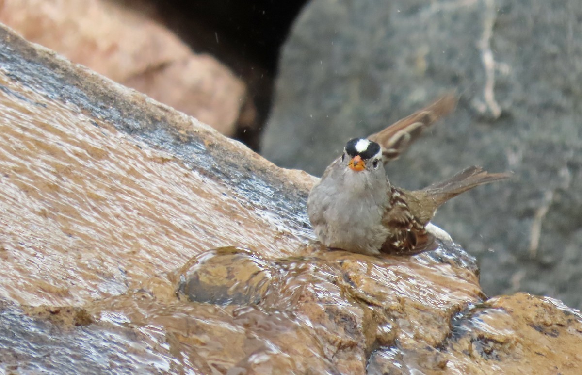 White-crowned Sparrow (Gambel's) - ML618750502