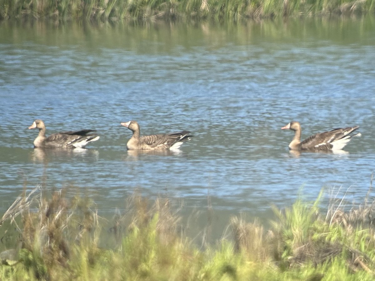 Greater White-fronted Goose - ML618750510