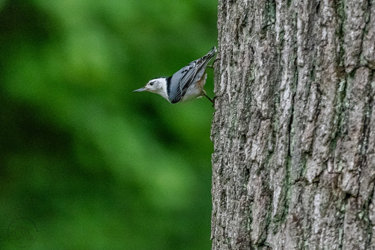 White-breasted Nuthatch - ML618750514