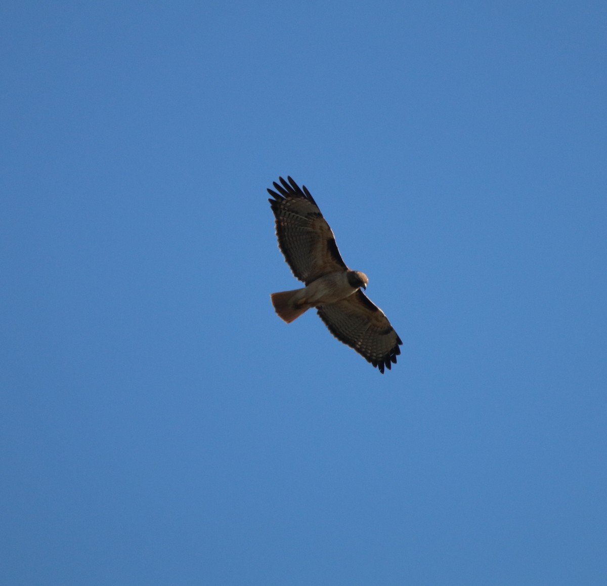 Red-tailed Hawk - ML618750523