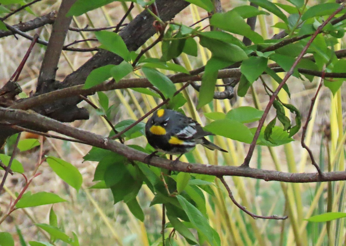 Yellow-rumped Warbler (Audubon's) - ML618750537