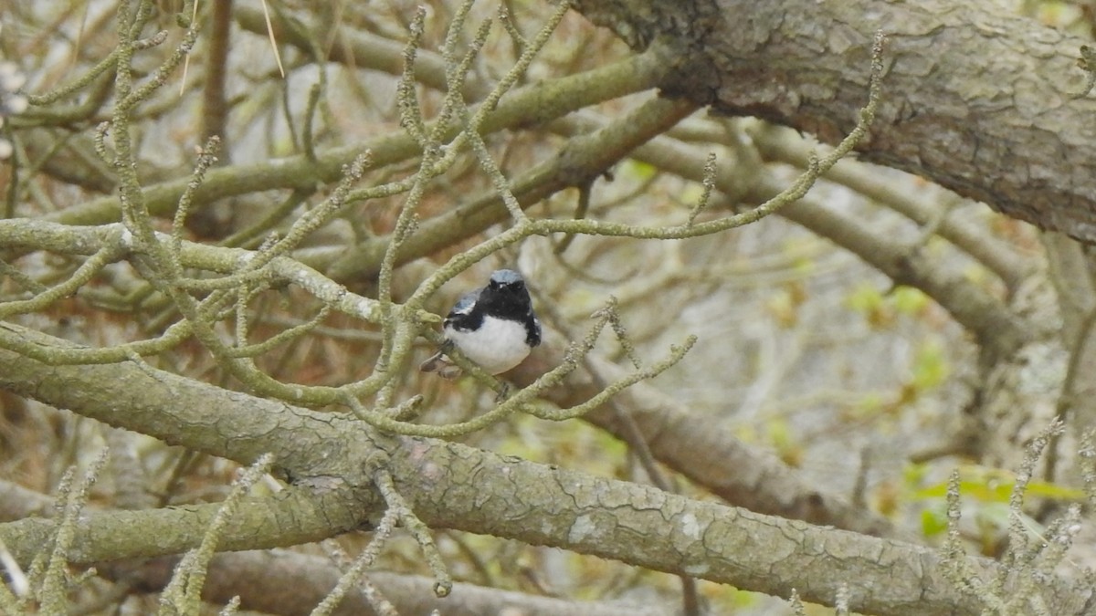 Black-throated Blue Warbler - ML618750566