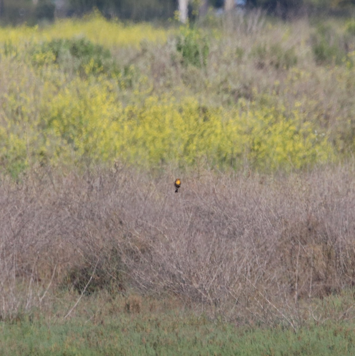 Yellow-headed Blackbird - ML618750590