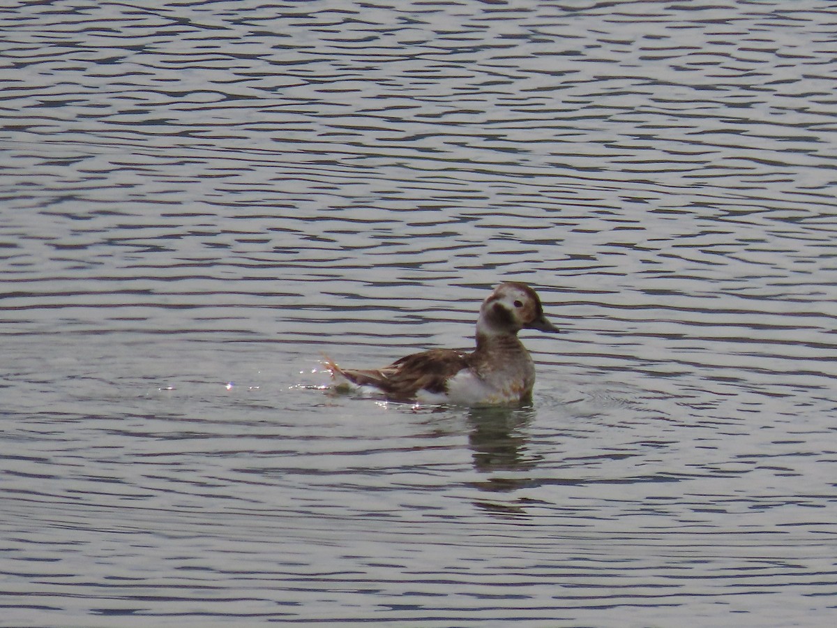 Long-tailed Duck - ML618750596