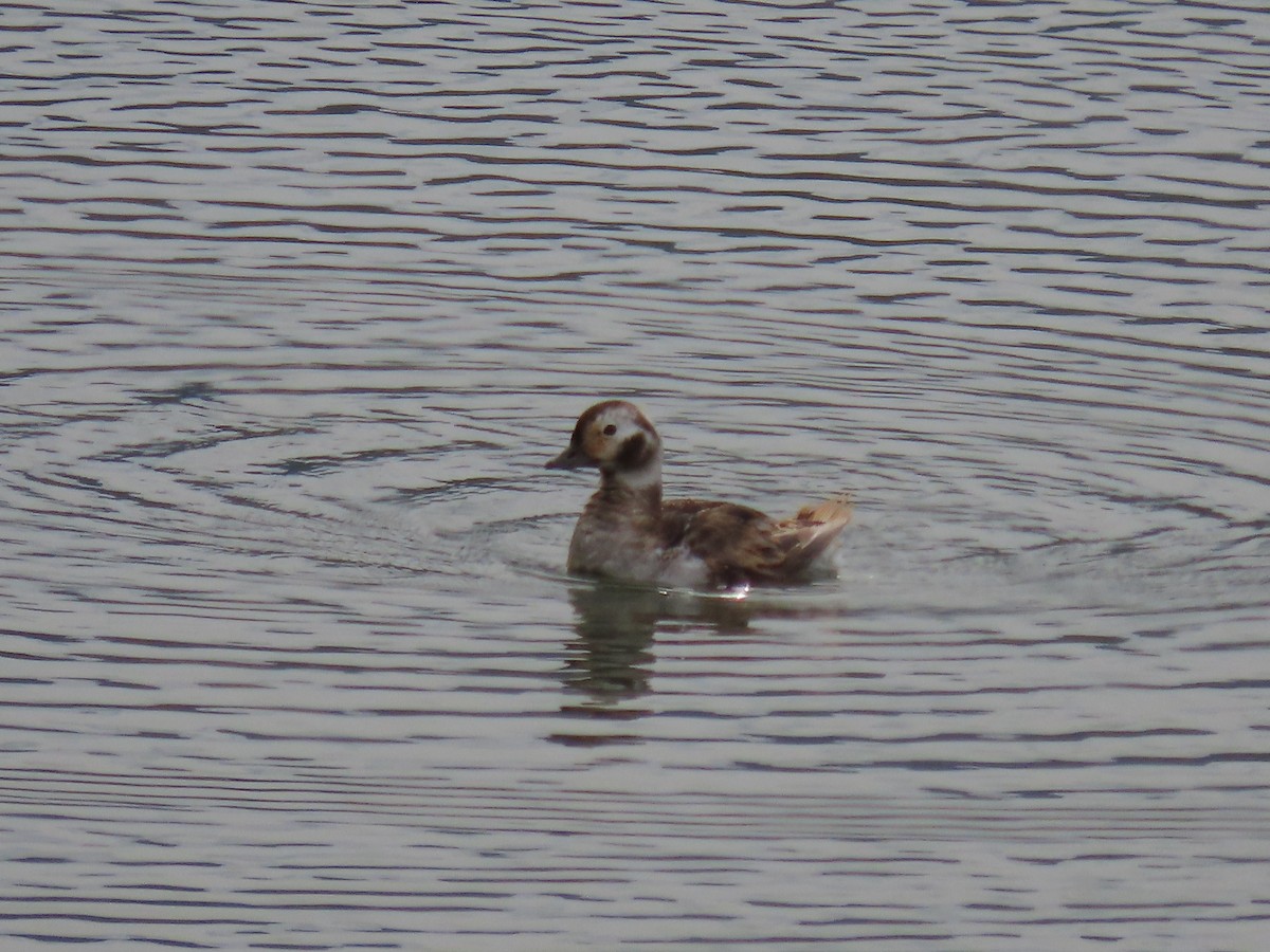 Long-tailed Duck - ML618750597