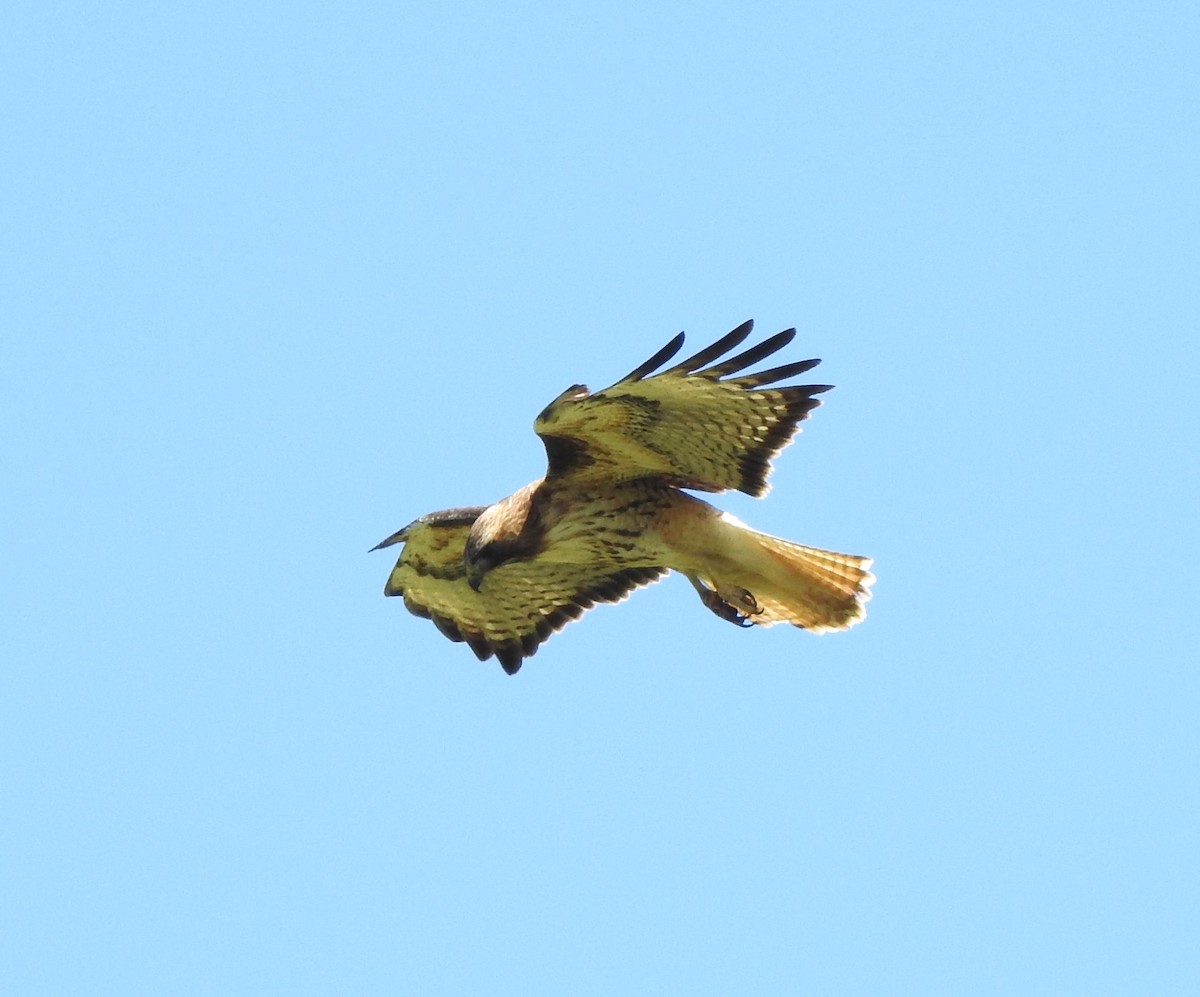 Red-tailed Hawk - ML618750599