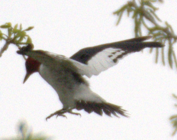 Red-headed Woodpecker - ML618750600