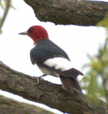 Red-headed Woodpecker - Neil Wingert
