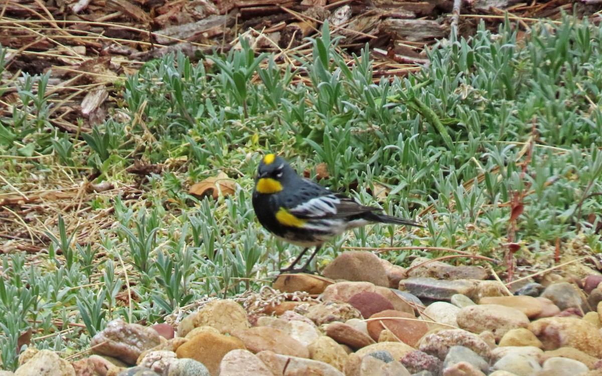 Yellow-rumped Warbler (Audubon's) - ML618750603