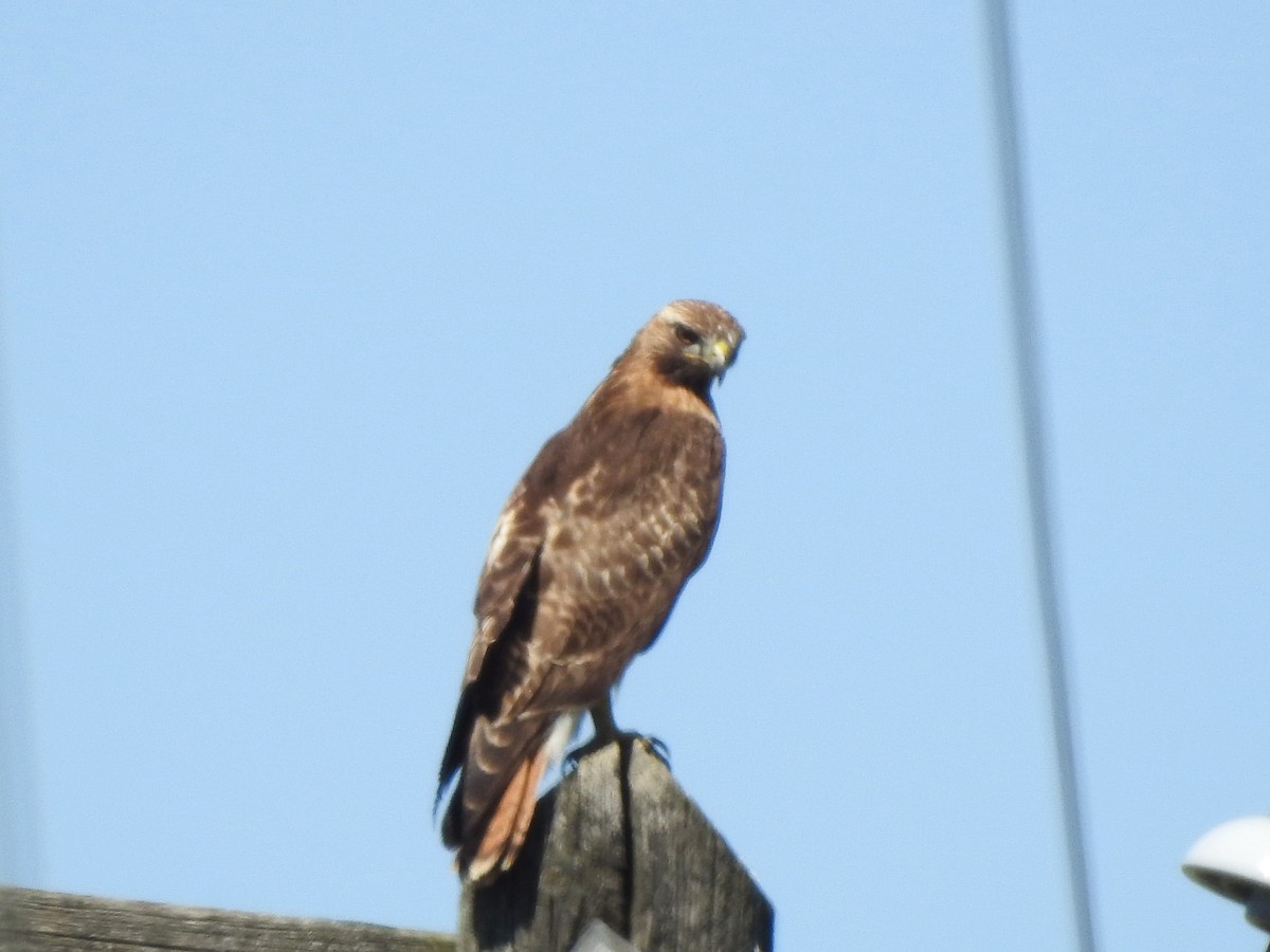 Red-tailed Hawk - ML618750609