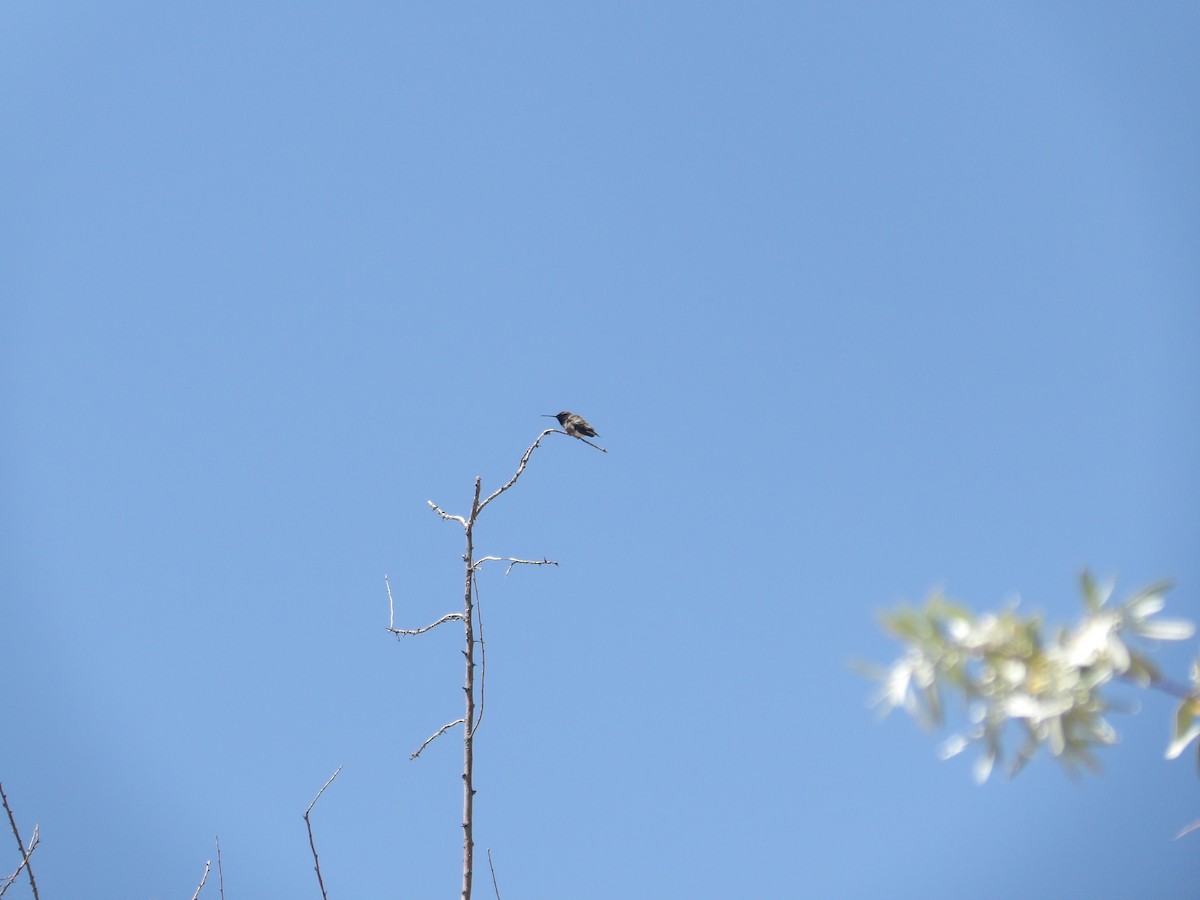 Black-chinned Hummingbird - ML618750661
