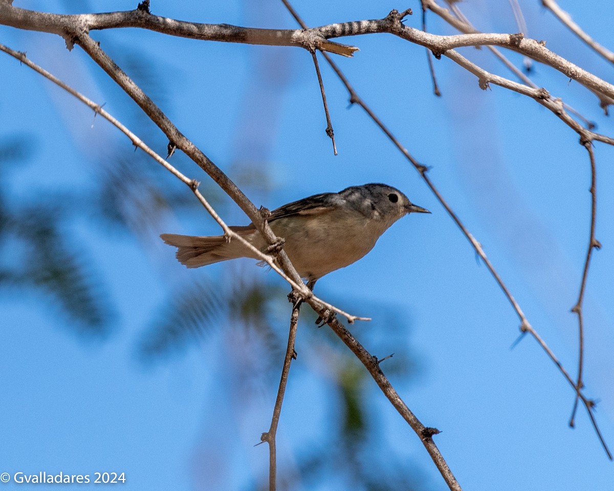 Lucy's Warbler - ML618750677