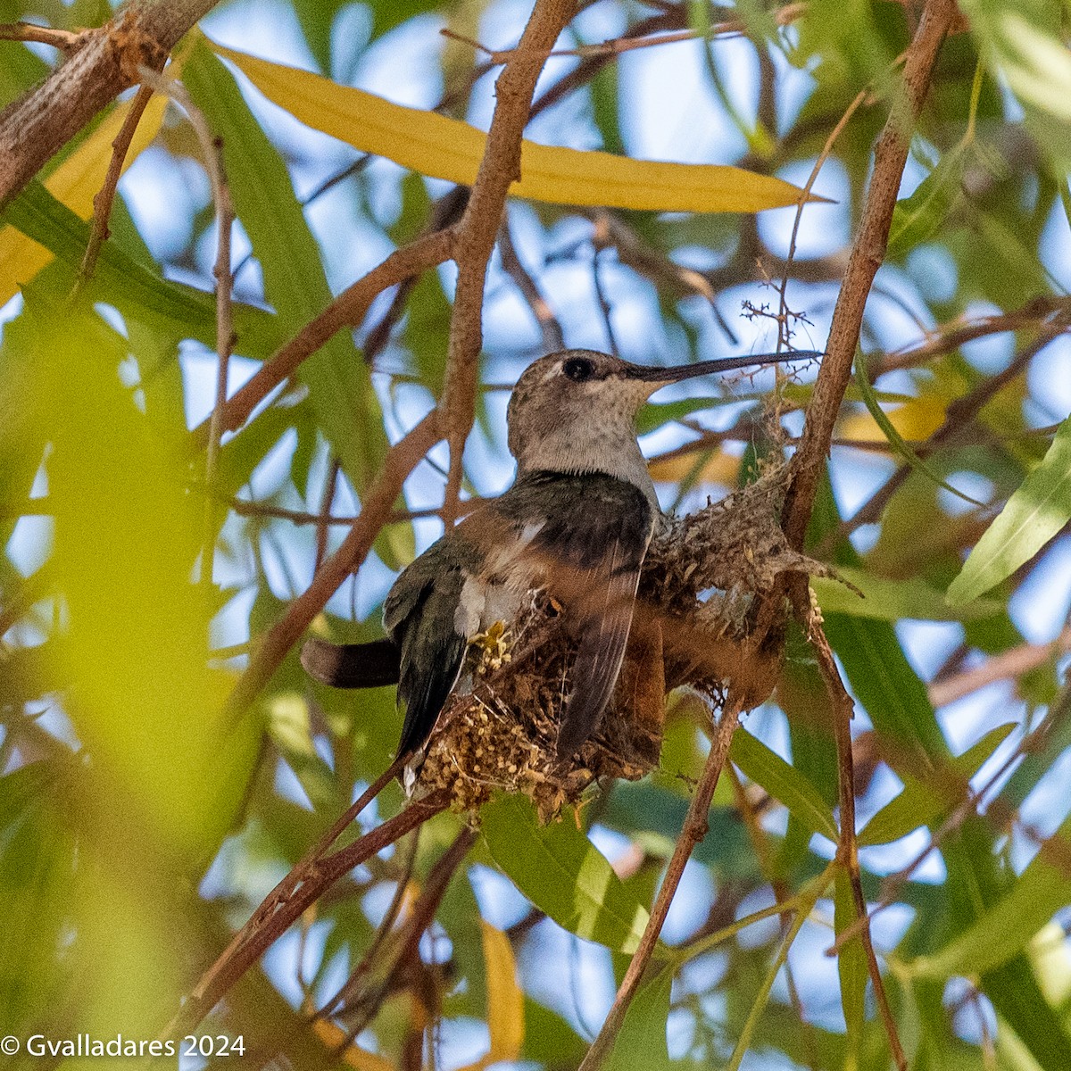 Anna's Hummingbird - ML618750693
