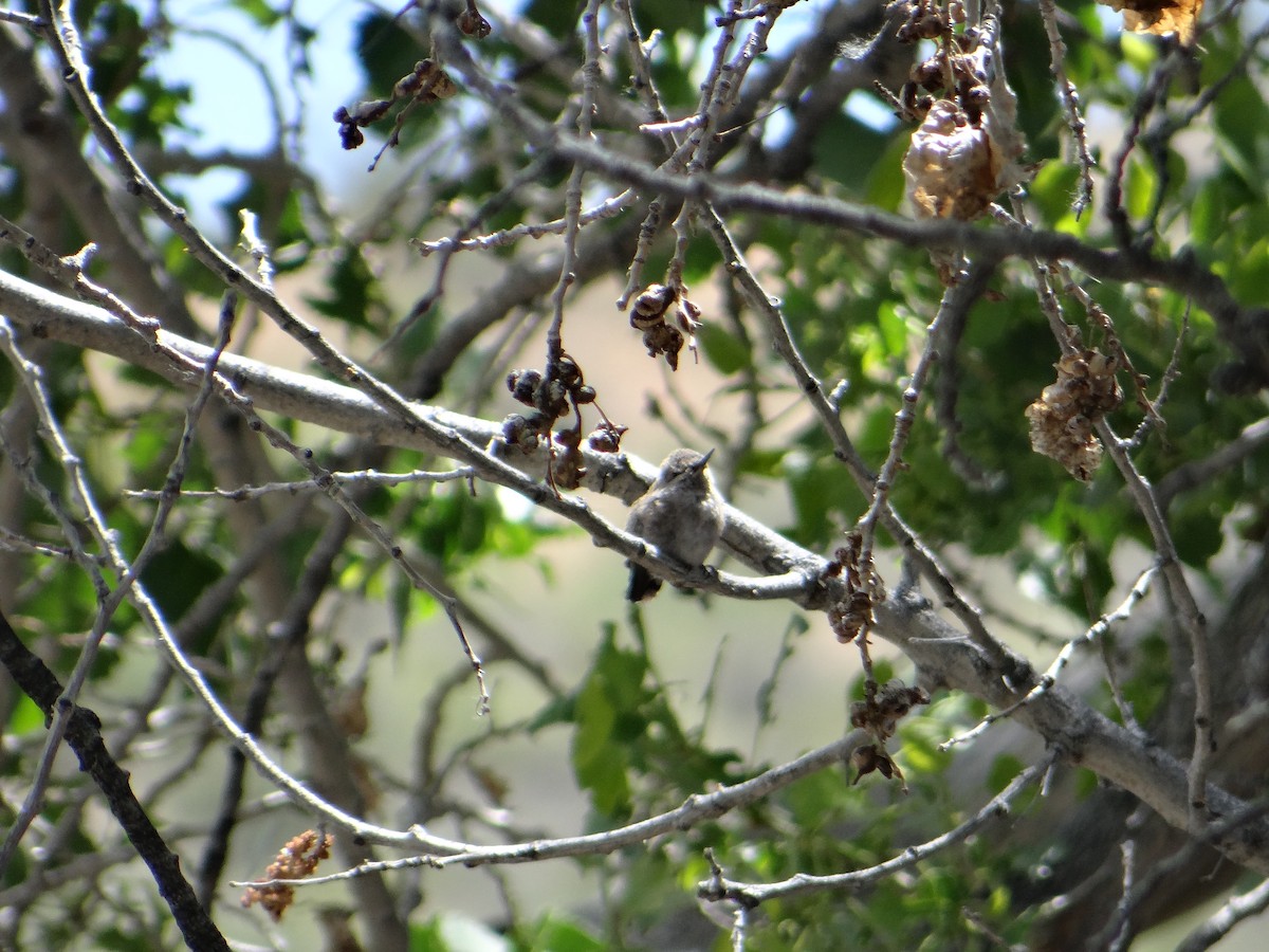 Anna's Hummingbird - ML618750731