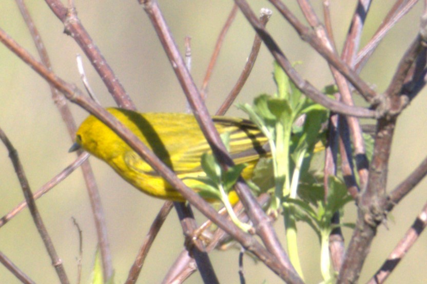 Yellow Warbler - ML618750743