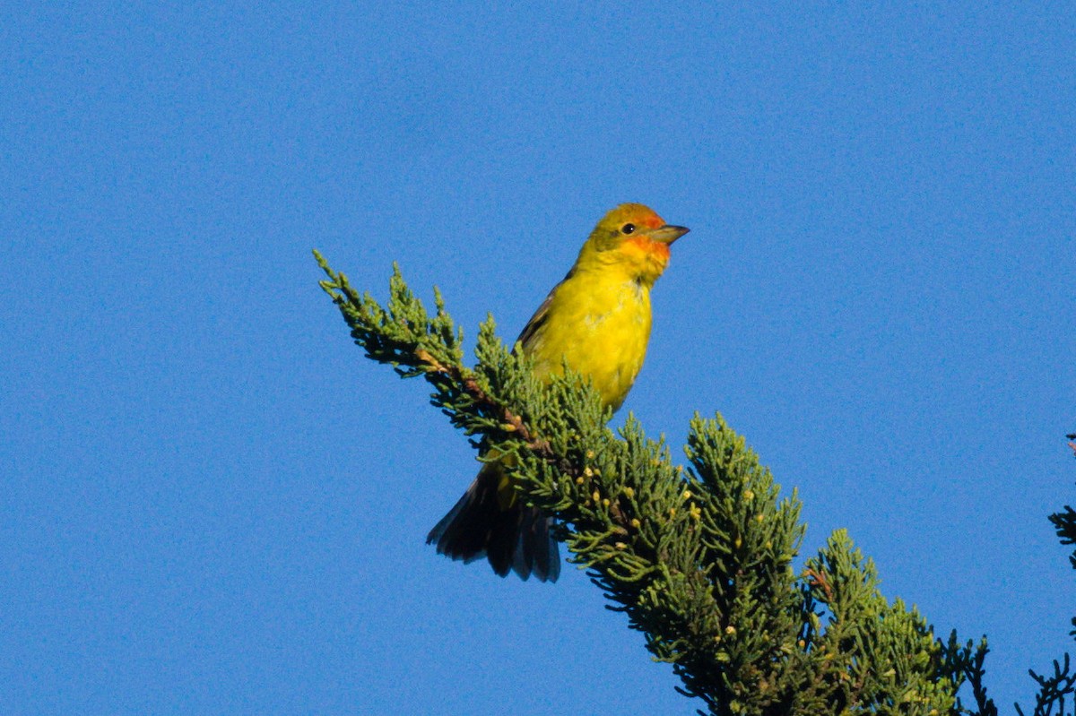Western Tanager - ML618750751