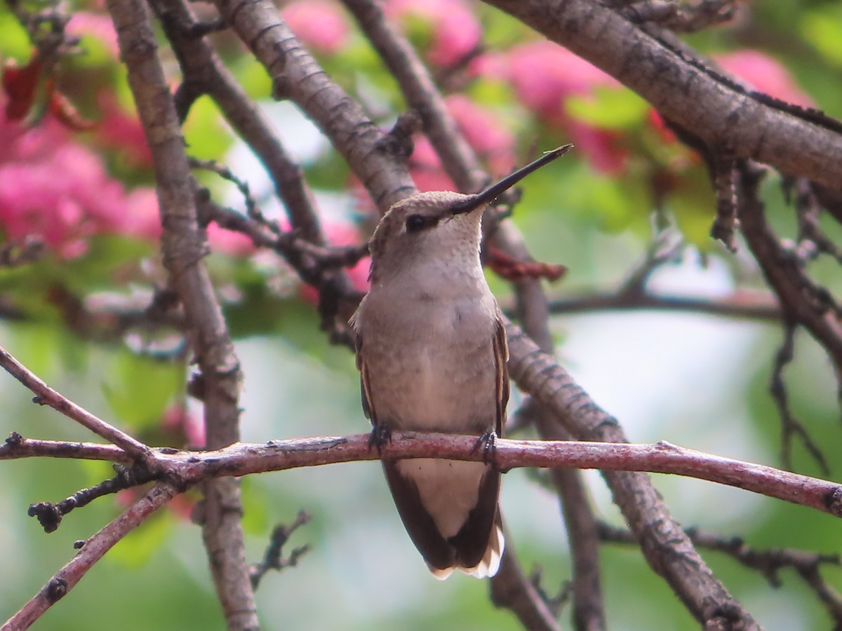 Black-chinned Hummingbird - ML618750753