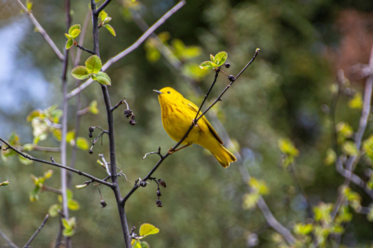 Yellow Warbler - ML618750785