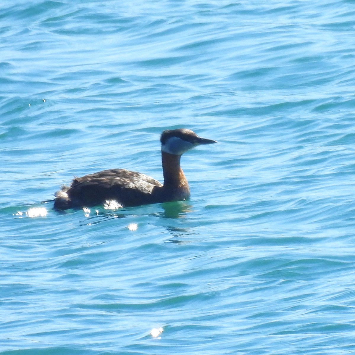 Red-necked Grebe - ML618750790