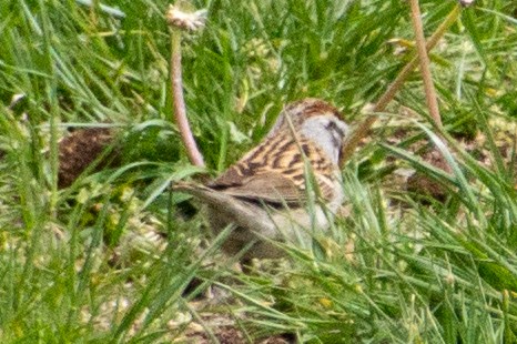 Chipping Sparrow - ML618750791