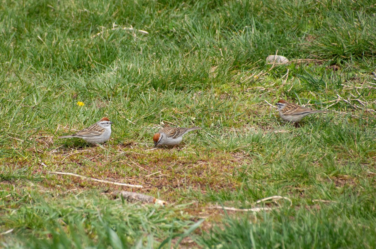 Chipping Sparrow - ML618750793