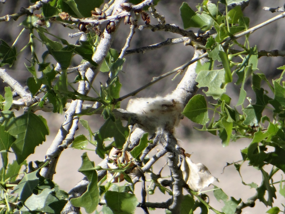 Anna's Hummingbird - ML618750802