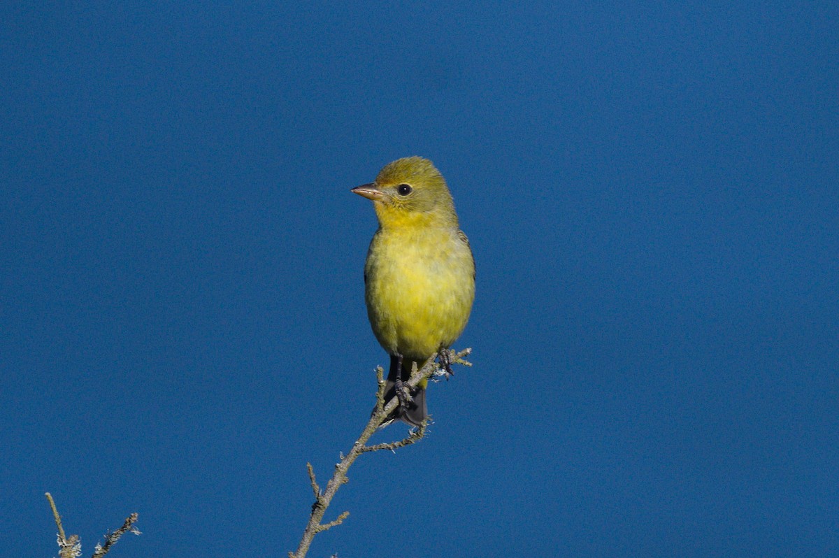 Western Tanager - ML618750810