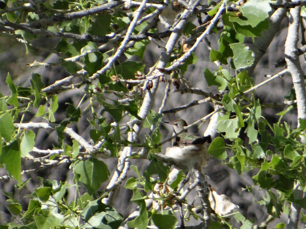 Anna's Hummingbird - ML618750811