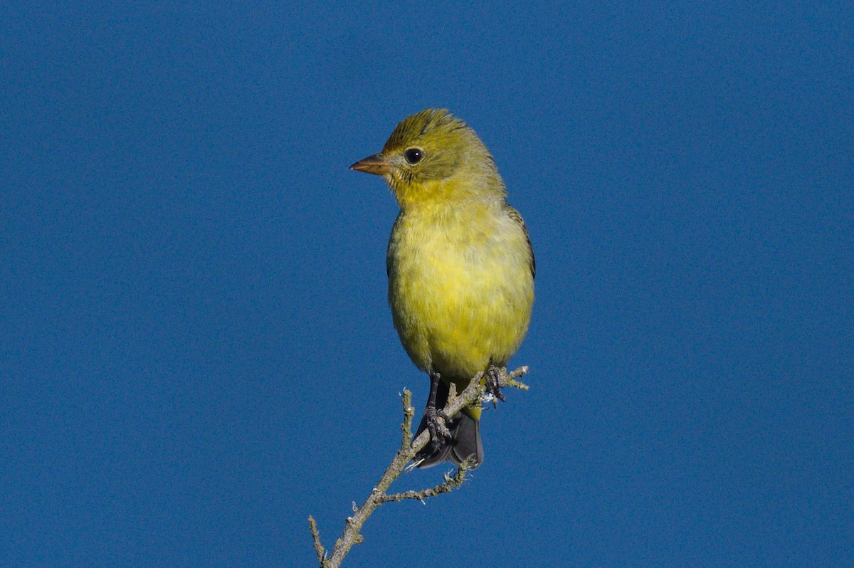 Western Tanager - ML618750812