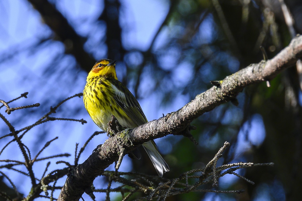 Cape May Warbler - ML618750815
