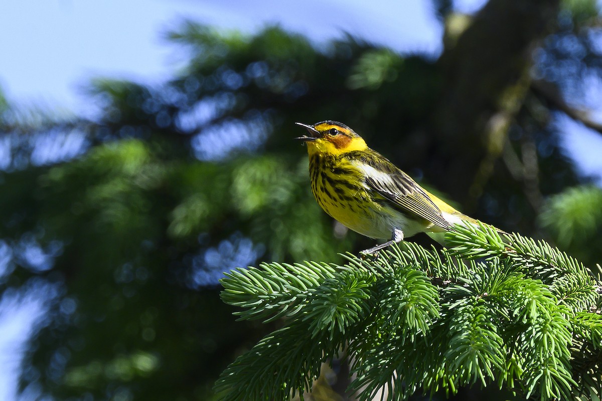 Cape May Warbler - ML618750816