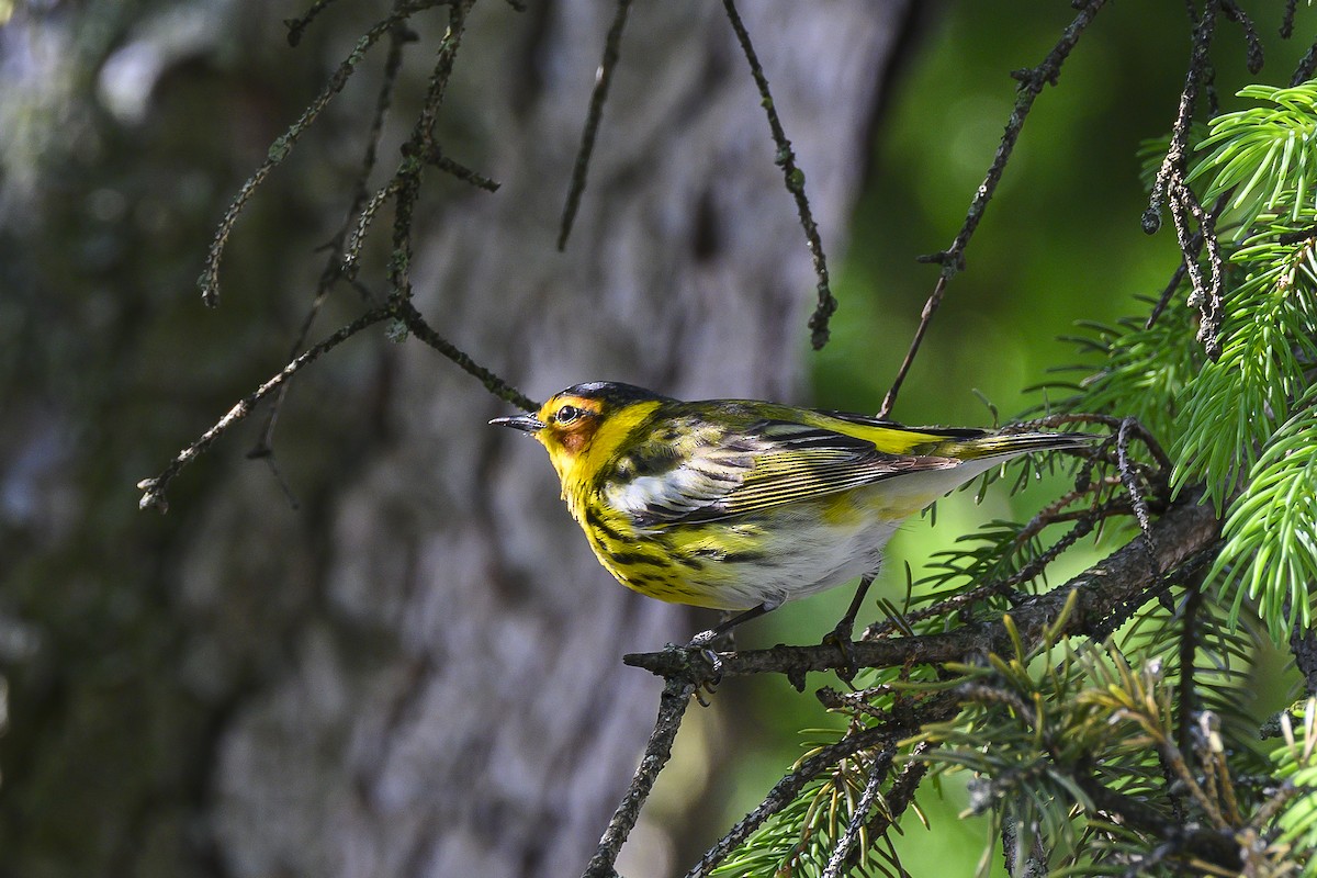 Cape May Warbler - ML618750817