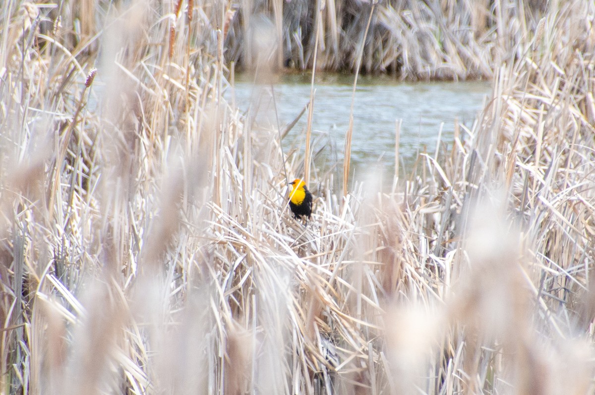 Yellow-headed Blackbird - ML618750820