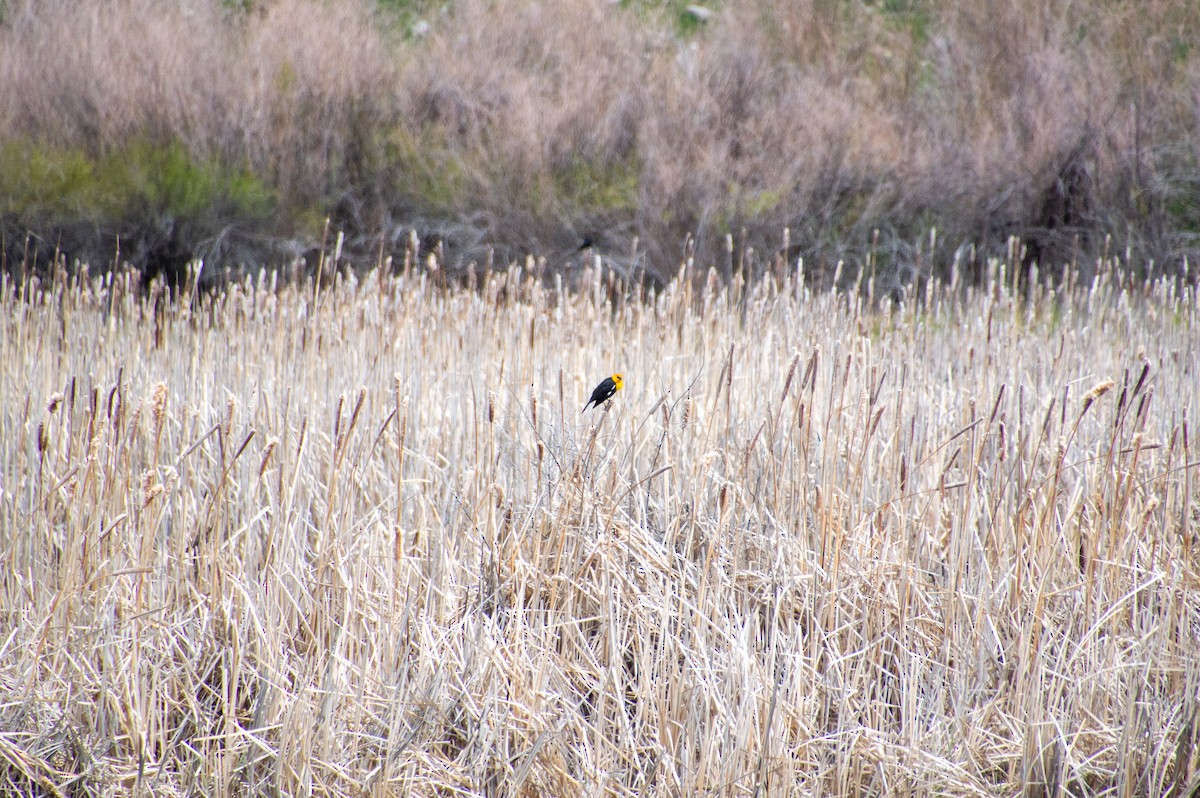 Yellow-headed Blackbird - ML618750823