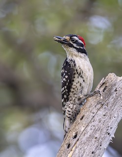 Nuttall's Woodpecker