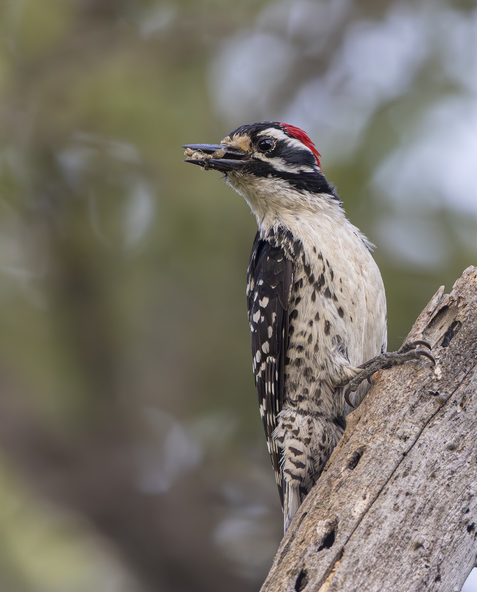 Nuttall's Woodpecker - ML618750837