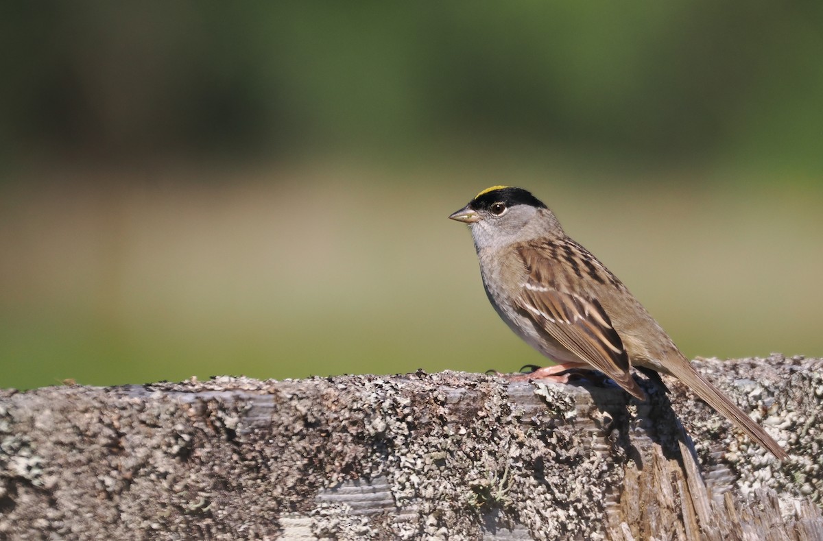 Golden-crowned Sparrow - ML618750864