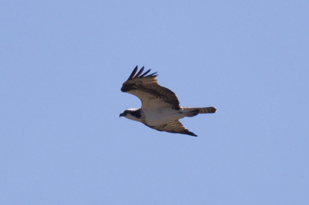 Águila Pescadora (carolinensis) - ML618750882