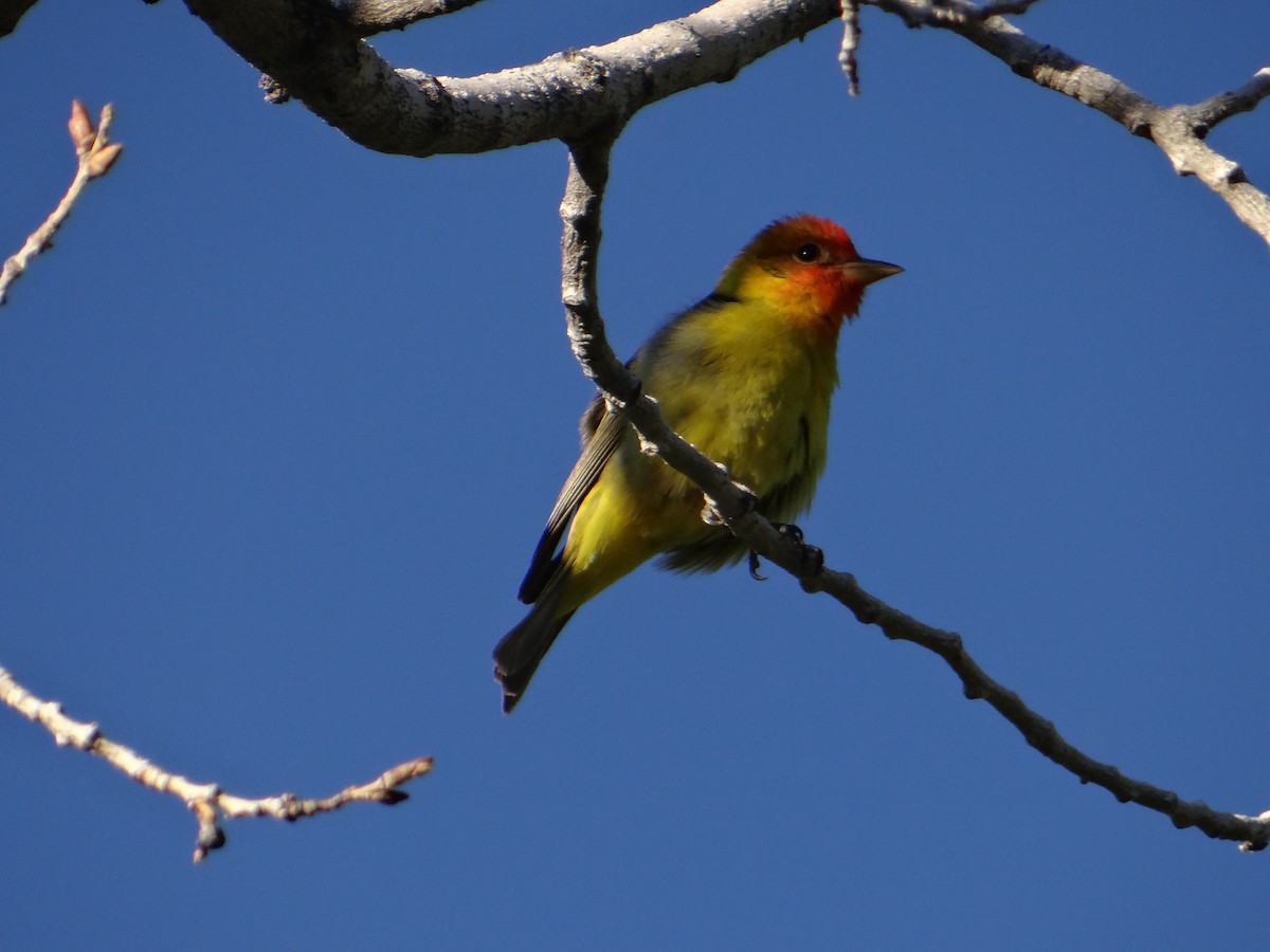 Western Tanager - ML618750887