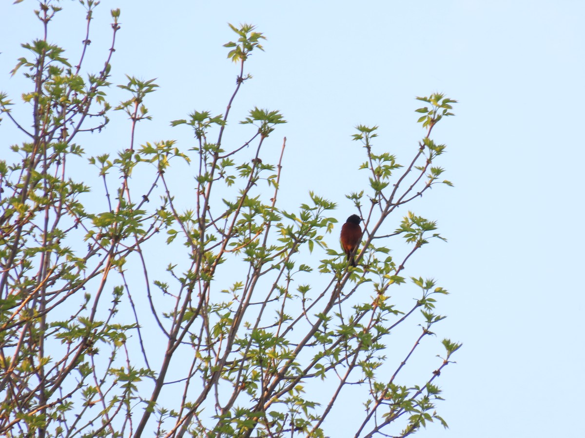Orchard Oriole - ML618750906