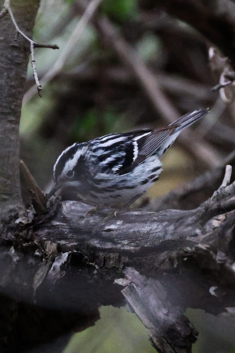 Black-and-white Warbler - ML618750909